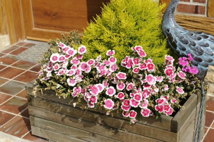 Le Pré des Marguerites © M. RENARD