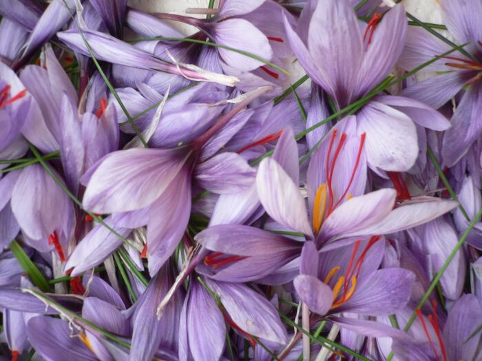 Safran des Charrons Safran des Charrons