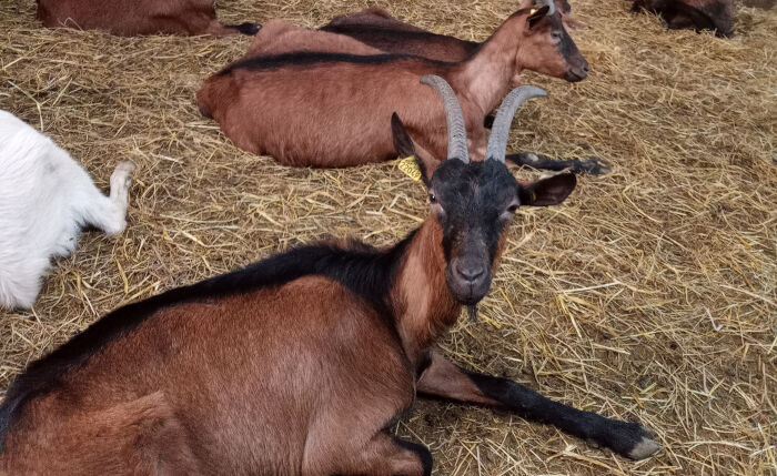 Les Chèvres de Sophie ©Sophie Lockyer