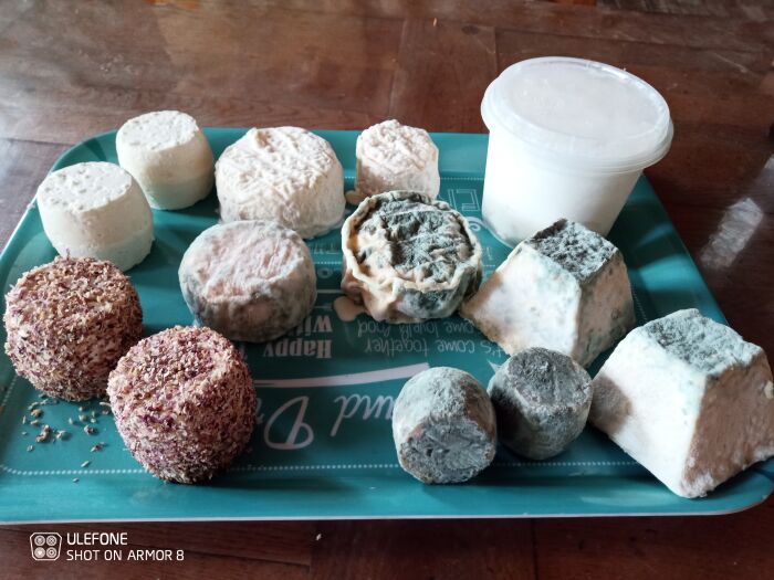 Les Chèvres de Sophie ©Sophie Lockyer