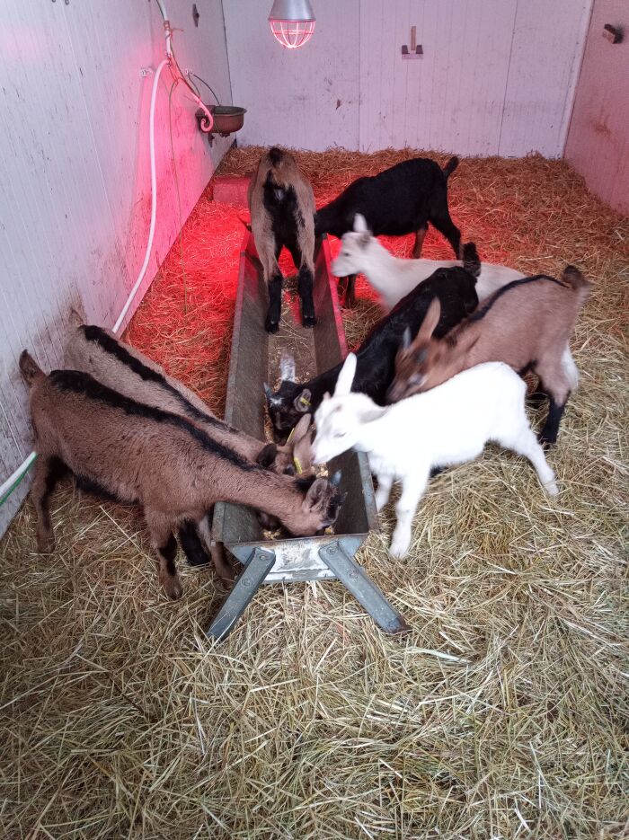 Les Chèvres de Sophie ©Sophie Lockyer