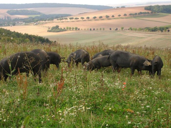 CP Ferme mont st Benoist7.jpg