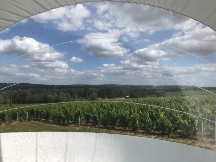 La bulle au milieu des vignes.jpg