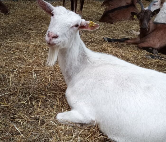 Les Chèvres de Sophie ©Sophie Lockyer