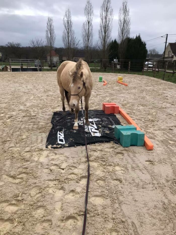 travail du cheval en ethologie photo de Pinel Pauline.jpg