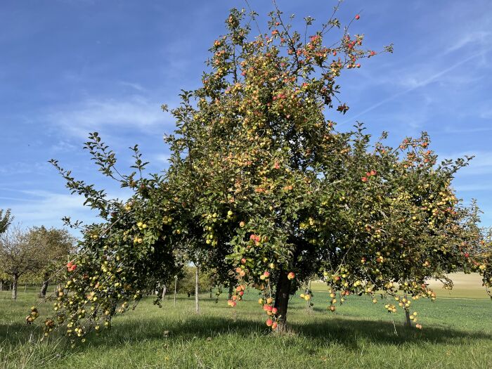 Christophe DUMINIL.jpeg ©OTOA