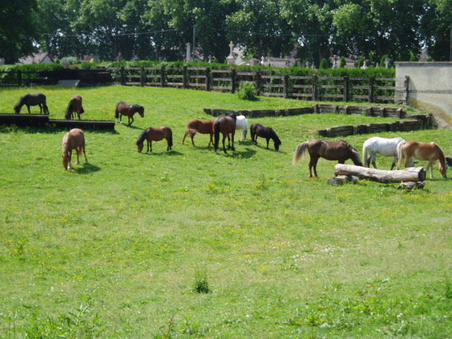 les poneys et chevaux dans les prés et terrain croos.JPG