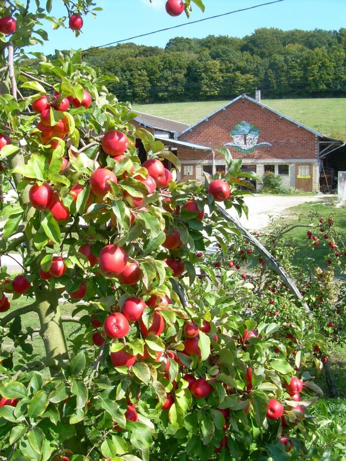 char pomme 013 - Copie.jpg La ferme des charmes