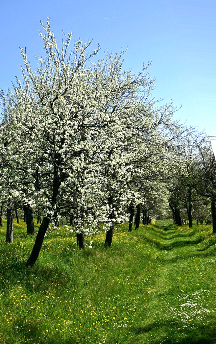 La Ferme des Charmes ©Pixabay-catkin-orchard-meadow-480714_1280.jpg