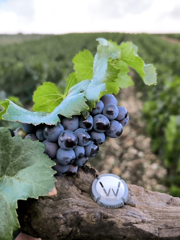 vignes.jpg Champagne Walczak Pascal