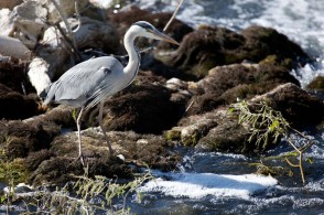 Ornithologie dans le Parc Naturel Régional de la Forêt d’Orient